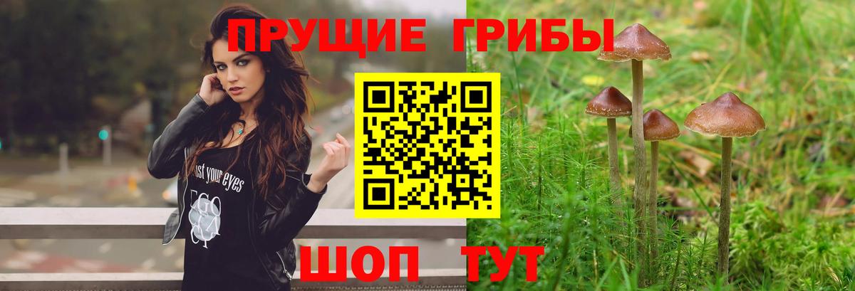 Псилоцибиновые грибы Psilocybe  Вход с VPN  Богородск  Псилоцибиновые грибы мухоморы 